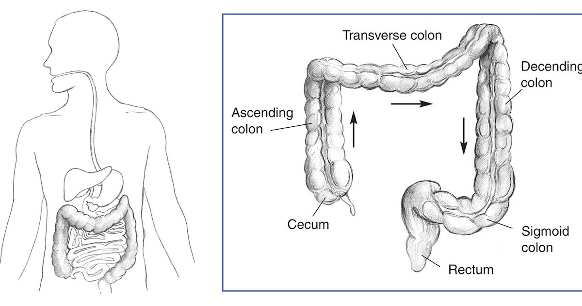 Slut abused porn X anal sigmoid colon drawing